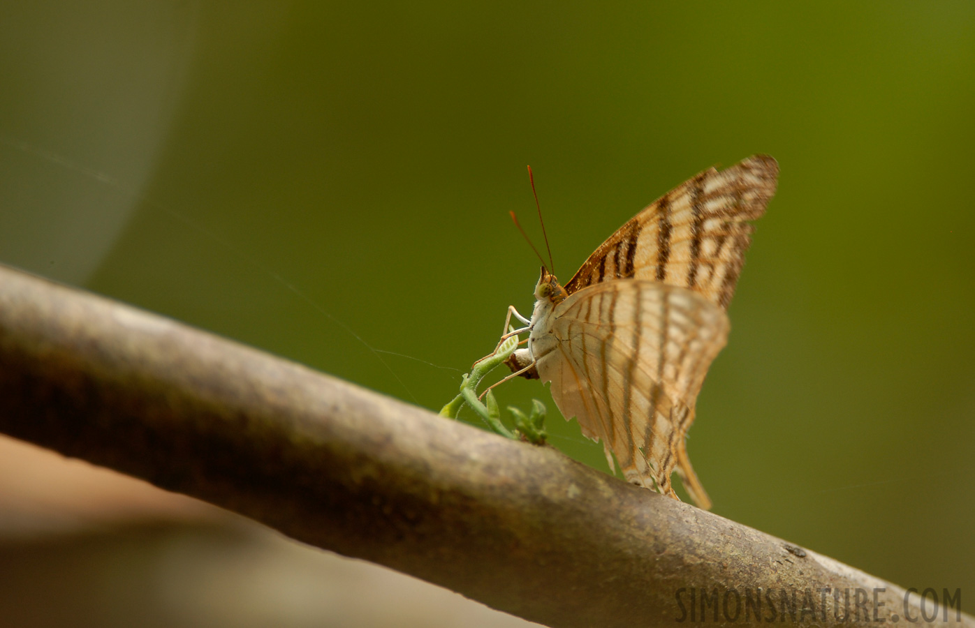 Manuel Antonio Nationalpark [400 mm, 1/45 Sek. bei f / 4.0, ISO 200]